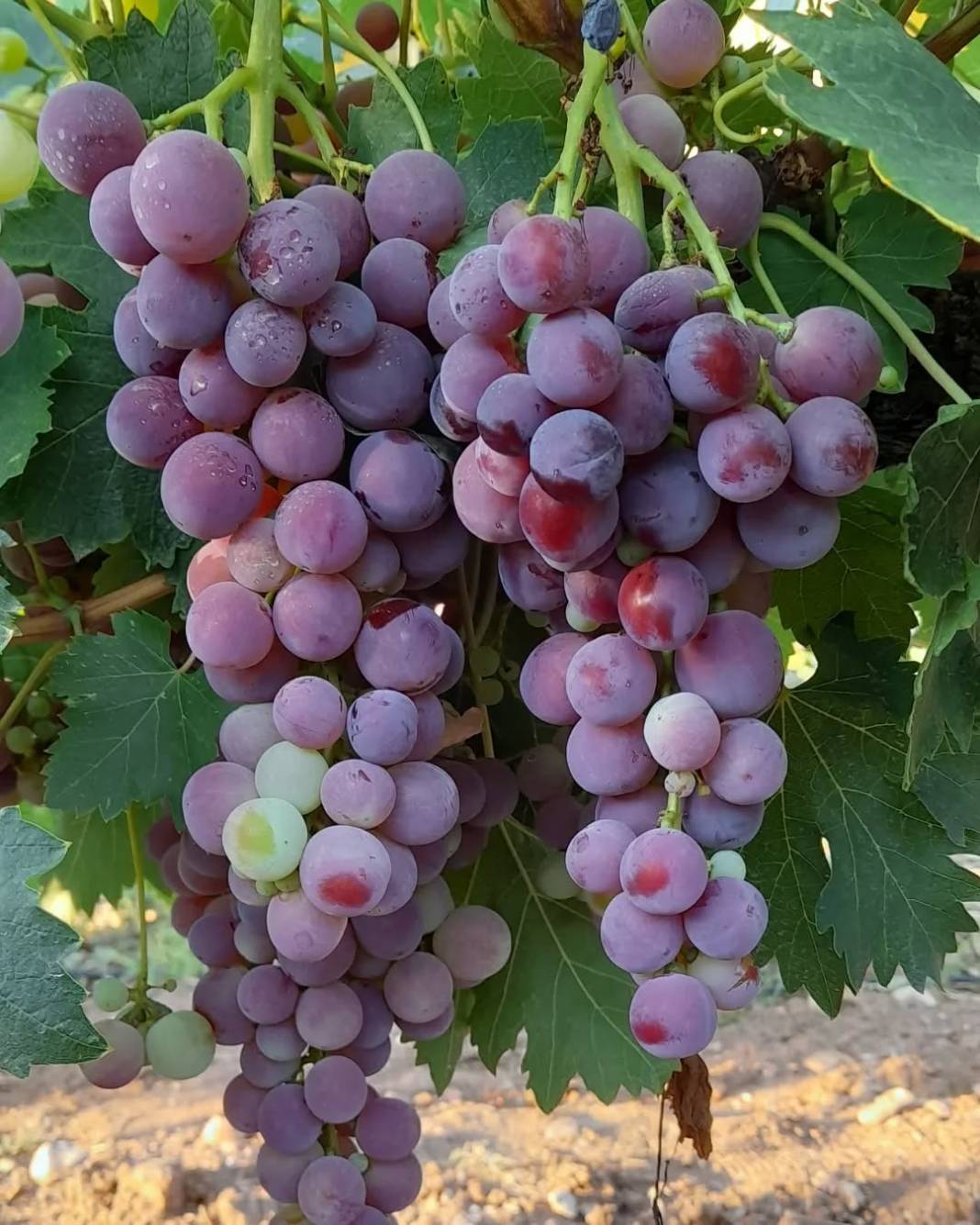 Mor Üzümün Antalya’daki Hikayesi Hangi İlçelerde Yetişir, Ne Zaman Yenir 5